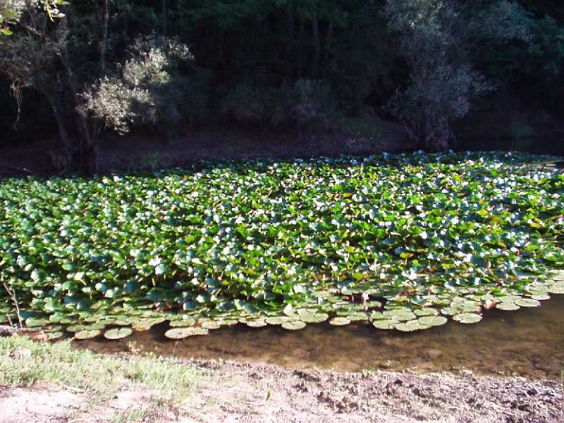 D38 Laghetto-Ninfee.JPG - LAGO DELLE NINFEE LOCALITA POGGIO VALICAIA
